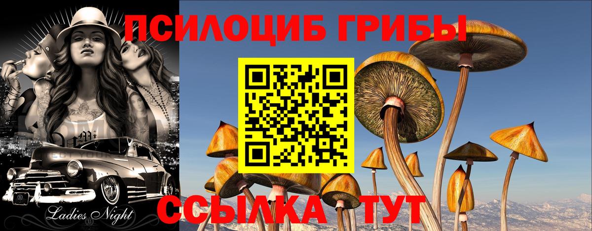 Галлюциногенные грибы Psilocybe Вольск